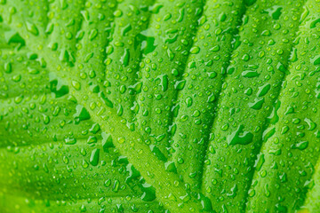 Green macro leaf and water drop,Macro closeup of Beautiful fresh green leaf with drop of water nature background.