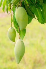 Mango on the tree,Fresh green and yellow mangoes on a mango tree. Mangifera indica