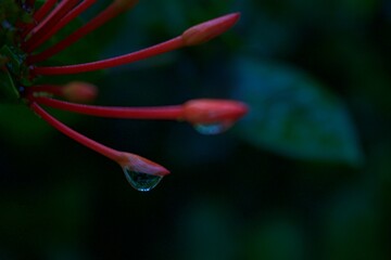 Makroaufnahme von einem Wassertropfen 