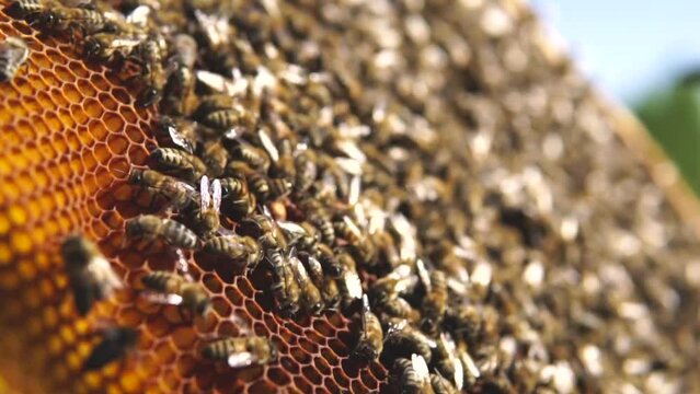 beekeeping and honeybee and agriculture and honey and honeyhive