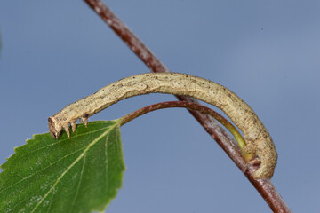 Une chenille arpenteuse de Phalène mimant une brindille