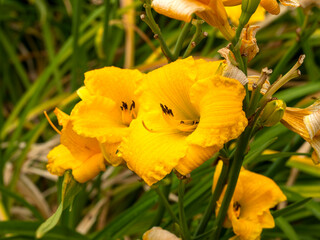 Yellow Hemerocallis daylily variety Bakabana flowering in a garden