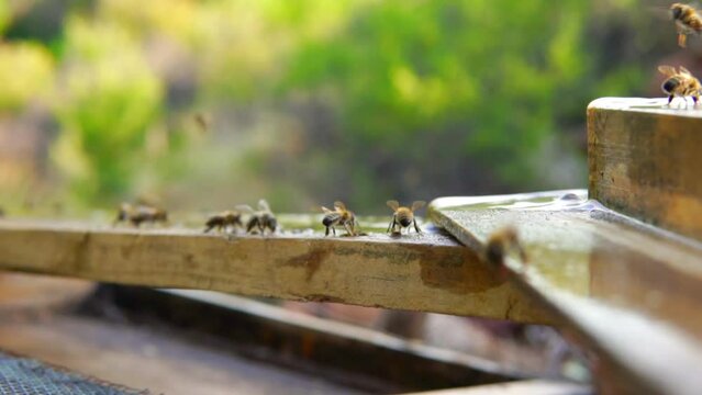 beekeeping and honeybee and agriculture and honey and honeyhive