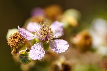 Wild white flower with petals and pistils in a very close shot, macro photo.