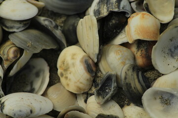Closeup of Seashells on a beach