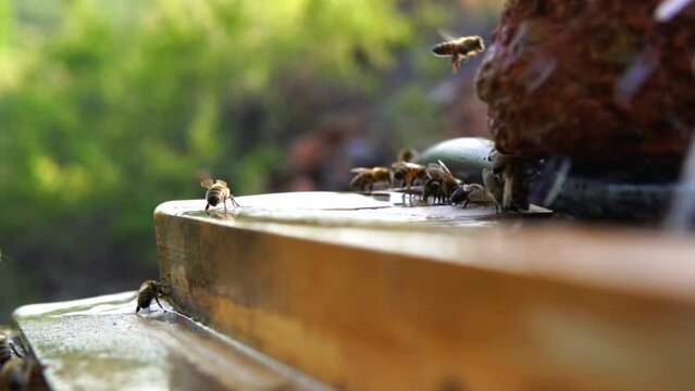 beekeeping and honeybee and agriculture and honey and honeyhive