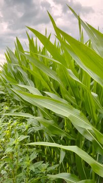 Rows and rows of tall healthy green corn plants within a large agricultural field. Field is situated adjacent to a country road. Plants stand tall against a moody early morning sky.