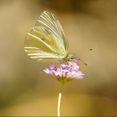 Small butterfly on a wildflower on a green background, macro photo