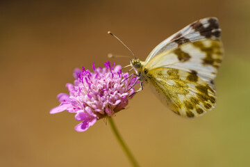 Small butterfly perched on a wild blue flower and taking the flower nectar, macro photo.