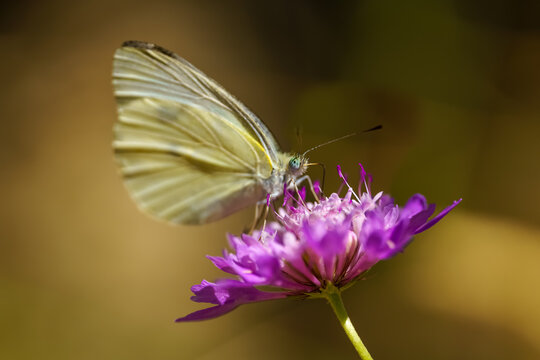 Small butterfly perched on a wild blue flower and taking the flower nectar, macro photo.