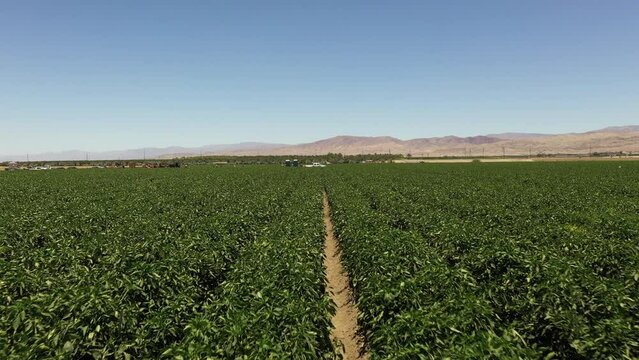 Horizontal video of Palm Springs, California, near Los Angeles, with mountains in the background.