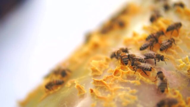 beekeeping and honeybee and agriculture and honey and honeyhive