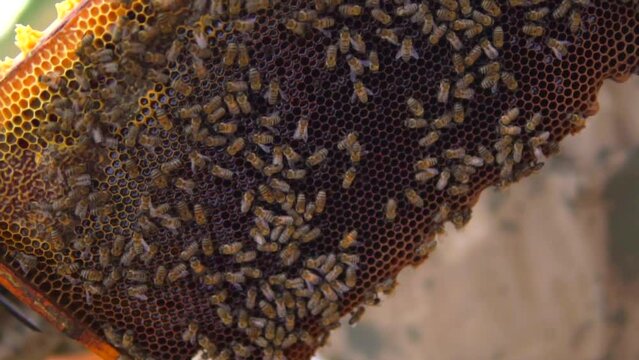 beekeeping and honeybee and agriculture and honey and honeyhive