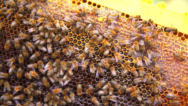 beekeeping and honeybee and agriculture and honey and honeyhive