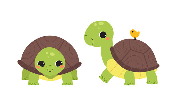 Cute turtle baby animals set. Front and side view of tortoise reptilian animal cartoon vector illustration