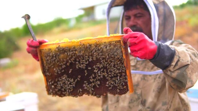 beekeeping and honeybee and agriculture and honey and honeyhive