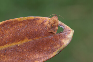 Papillon de la tordeuse méditérannéenne de l'oeillet posé sur une feuille rousse (Cacoecimorpha pronubana) © De Rebus Naturae
