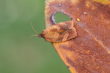 Papillon de la tordeuse méditérannéenne de l'oeillet posé sur une feuille rousse (Cacoecimorpha pronubana)