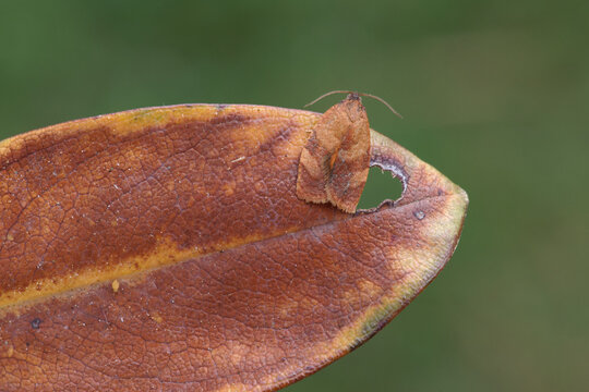 Papillon de la tordeuse méditérannéenne de l'oeillet posé sur une feuille rousse (Cacoecimorpha pronubana)