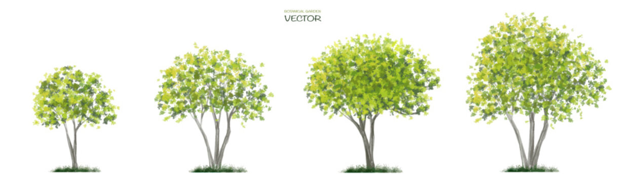 Vector watercolor of tree side view isolated on white background for landscape  and architecture drawing, elements for environment and garden,botanical for section green forest 
