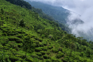 view of the Beautiful Landscape tea plantation in the hills of Darjiling, India, Nature background. - obrazy, fototapety, plakaty