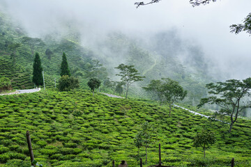 view of the Beautiful Landscape tea plantation in the hills of Darjiling, India, Nature background. - obrazy, fototapety, plakaty