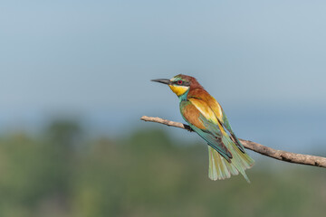 European Bee-eater (Merops apiaster) perched on branch.