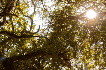 sun shining through trees