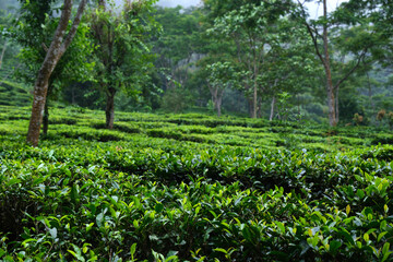 Fototapeta na wymiar view of the Beautiful Landscape tea plantation in the hills of Darjiling, India, Nature background.
