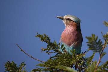 Gabelracke / Lilacbreasted Roller / Coracias caudata