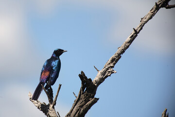 Riesenglanzstar / Burchell's Starling / Lamprotornis Australis.