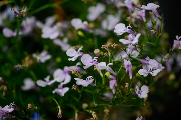 delicate pink small dense flowers
