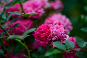 pink bush rose on branches in the garden
