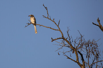 Grautoko / Grey Hornbill / Tockus nasutus
