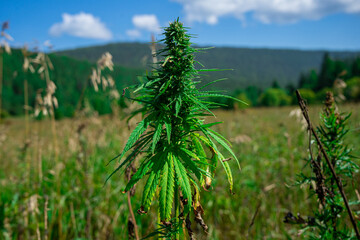 Wild growing cannabis. thick bush of wild marijuana.
