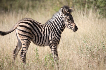 Steppenzebra / Burchell's Zebra / Equus burchellii