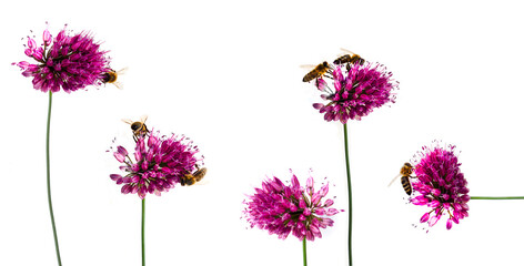 row of small allium blossoms with bees isolated on white background