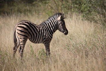Steppenzebra / Burchell's Zebra / Equus burchellii