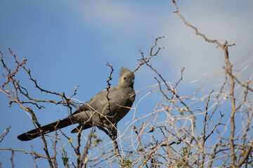Graulärmvogel / Grey Lourie - Grey go-away-bird / Corythaixoides concolor