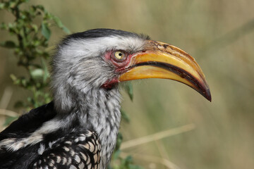 Südlicher Gelbschnabeltoko / Southern yellow-billed hornbill / Tockus leucomelas