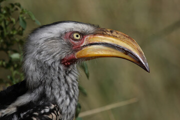 Südlicher Gelbschnabeltoko / Southern yellow-billed hornbill / Tockus leucomelas