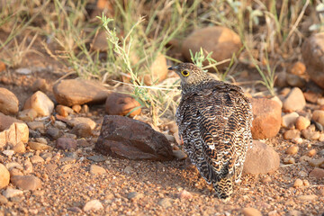 Nachtflughuhn / Double-banded sandgrouse / Pterocles bicinctus