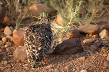 Nachtflughuhn / Double-banded sandgrouse / Pterocles bicinctus
