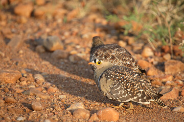 Nachtflughuhn / Double-banded sandgrouse / Pterocles bicinctus