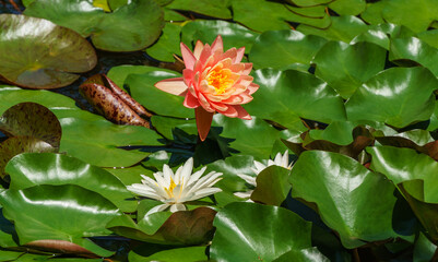 Landscaped garden pond with orange-pink water lilies or lotus flower Perry's Orange Sunset with water drops. Nympheas against water lily leaves background. Flower landscape for wallpaper