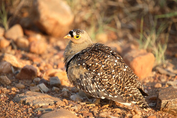 Nachtflughuhn / Double-banded sandgrouse / Pterocles bicinctus