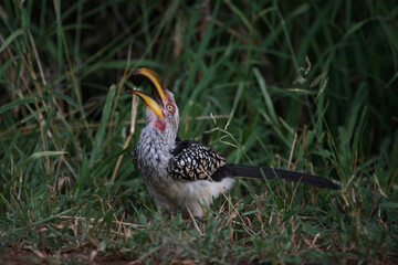 Südlicher Gelbschnabeltoko / Southern yellow-billed hornbill / Tockus leucomelas