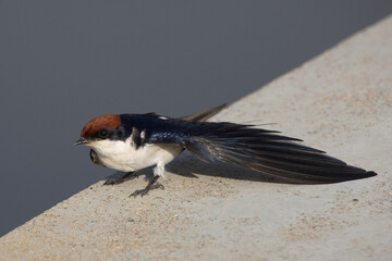Rotkappenschwalbe / Wire-tailed Swallow / Hirundo smithii.