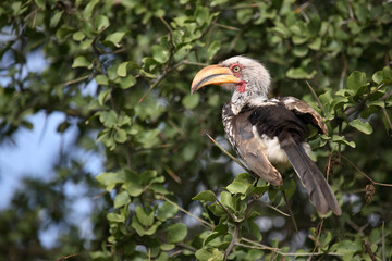 Südlicher Gelbschnabeltoko / Southern yellow-billed hornbill / Tockus leucomelas