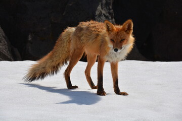 Obraz premium Wild nature of Russia, Kamchatka. No filters.